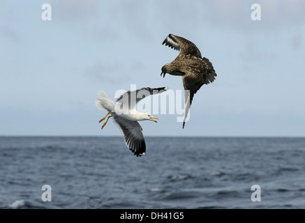 Great Skua Stercorarius skua Stockfoto