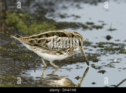 Jack Snipe Lymnocryptes ZIP Stockfoto