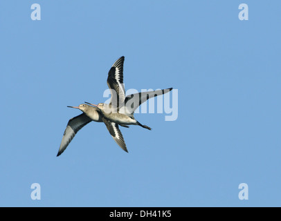 Schwarz-angebundene Uferschnepfe Limosa limosa Stockfoto