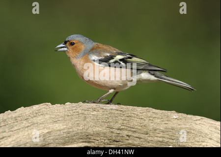 Buchfink Fringilla coelebs Stockfoto