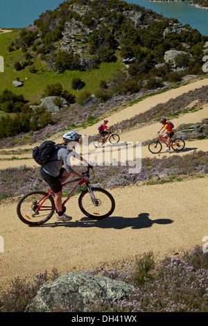 Mountainbiker und wilder Thymian in Blüte auf Zick-Zack-Abschnitt von Roxburgh Schlucht Rad- und Wanderweg, Central Otago, Neuseeland Stockfoto