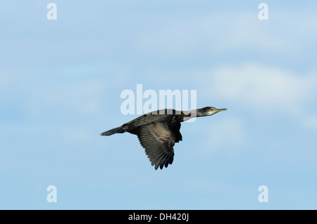 Shag Phalacrocorax aristotelis Stockfoto