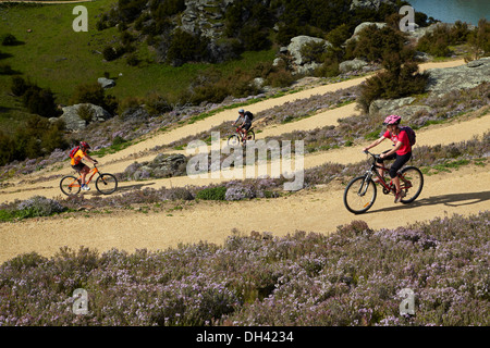 Mountainbiker und wilder Thymian in Blüte auf Zick-Zack-Abschnitt von Roxburgh Schlucht Rad- und Wanderweg, Central Otago, Neuseeland Stockfoto