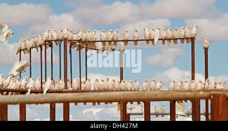 Panorama-Aufnahme des riesigen Herde von Corellas am Geländer der Stockyards gegen blauen Himmel im australischen outback in der Nähe von Lake Eyre SA Stockfoto