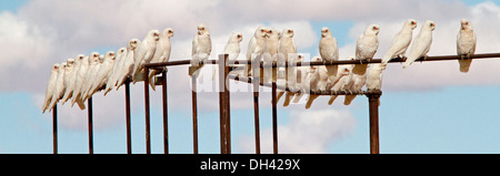 Panorama-Aufnahme der Herde von Corellas am Geländer der Stockyards gegen blauen Himmel im australischen outback in der Nähe von Lake Eyre SA Stockfoto