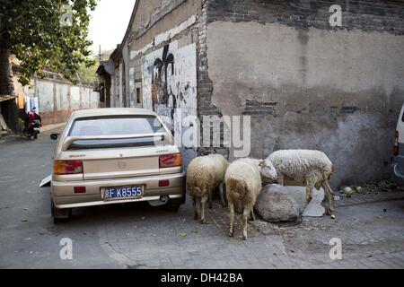 Peking, China. 30. Oktober 2013. Herr Wang lebt in Qingyun Hutong in der Nähe der Qianmen Straße und Platz des himmlischen Friedens. Wang 3 kleine Lämmer von einem Freund gekauft und nahm sie mit nach Hause, vor etwa einem Jahr, aber jetzt hat gemischte Gefühle. Er liebt sie und will nicht zu verkaufen oder zu töten, andererseits der Bereich, wo Herr Wang Leben befindet sich nahe dem Zentrum von Peking und ist für diese Art von Haustier ungeeignet, weil sie viel Gras zu Essen brauchen. Roppings auf der Straße Credit: ZUMA Press, Inc./Alamy Live News Stockfoto