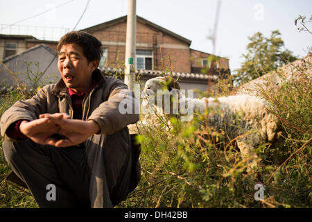 Peking, China. 30. Oktober 2013. Herr Wang lebt in Qingyun Hutong in der Nähe der Qianmen Straße und Platz des himmlischen Friedens. Wang 3 kleine Lämmer von einem Freund gekauft und nahm sie mit nach Hause, vor etwa einem Jahr, aber jetzt hat gemischte Gefühle. Er liebt sie und will nicht zu verkaufen oder zu töten, andererseits der Bereich, wo Herr Wang Leben befindet sich nahe dem Zentrum von Peking und ist für diese Art von Haustier ungeeignet, weil sie viel Gras zu Essen brauchen. Roppings auf der Straße Credit: ZUMA Press, Inc./Alamy Live News Stockfoto