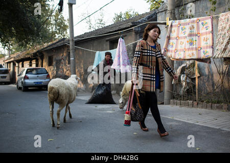 Peking, China. 30. Oktober 2013. Herr Wang lebt in Qingyun Hutong in der Nähe der Qianmen Straße und Platz des himmlischen Friedens. Wang 3 kleine Lämmer von einem Freund gekauft und nahm sie mit nach Hause, vor etwa einem Jahr, aber jetzt hat gemischte Gefühle. Er liebt sie und will nicht zu verkaufen oder zu töten, andererseits der Bereich, wo Herr Wang Leben befindet sich nahe dem Zentrum von Peking und ist für diese Art von Haustier ungeeignet, weil sie viel Gras zu Essen brauchen. Roppings auf der Straße Credit: ZUMA Press, Inc./Alamy Live News Stockfoto