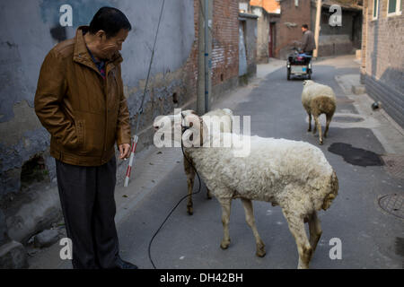 Peking, China. 30. Oktober 2013. Herr Wang lebt in Qingyun Hutong in der Nähe der Qianmen Straße und Platz des himmlischen Friedens. Wang 3 kleine Lämmer von einem Freund gekauft und nahm sie mit nach Hause, vor etwa einem Jahr, aber jetzt hat gemischte Gefühle. Er liebt sie und will nicht zu verkaufen oder zu töten, andererseits der Bereich, wo Herr Wang Leben befindet sich nahe dem Zentrum von Peking und ist für diese Art von Haustier ungeeignet, weil sie viel Gras zu Essen brauchen. Roppings auf der Straße Credit: ZUMA Press, Inc./Alamy Live News Stockfoto