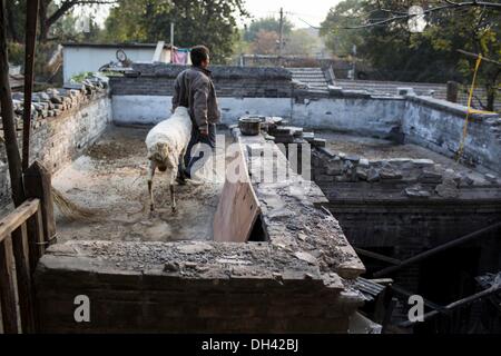 Peking, China. 30. Oktober 2013. Herr Wang mit ist Schaf auf seinem Dach in Qingyun Hutong in der Nähe der Qianmen Straße und Platz des himmlischen Friedens. Wang 3 kleine Lämmer von einem Freund gekauft und nahm sie mit nach Hause, vor etwa einem Jahr, aber jetzt hat gemischte Gefühle. Er liebt sie und will nicht zu verkaufen oder zu töten, andererseits der Bereich, wo Herr Wang Leben befindet sich nahe dem Zentrum von Peking und ist für diese Art von Haustier ungeeignet, weil sie viel Gras zu Essen brauchen. Bildnachweis: ZUMA Press, Inc./Alamy Live-Nachrichten Stockfoto