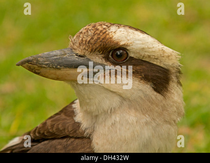 Nahaufnahme des Gesichts der legendären australischen Kookaburra / Lachen Jackass, Dacelo Gigas, gegen Licht grün Hintergrund Stockfoto