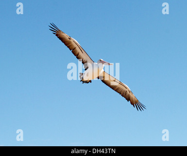 Australische Pelikan mit riesigen Flügel ausgestreckt im Flug gegen klaren blauen Himmel bei Venus Bay, Eyre-Halbinsel, SA Stockfoto