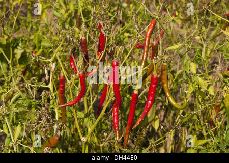 Rote Chili-Pflanze, jodhpur, rajasthan, indien, asien Stockfoto