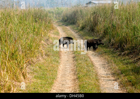 Wildschwein in Orang Wildnisschongebiet Assam Indien Asien Stockfoto