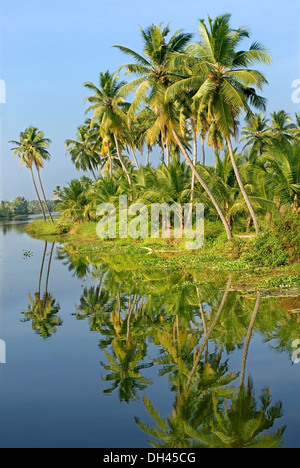 Kokospalmen Landschaft Backwaters Kerala Indien Stockfoto