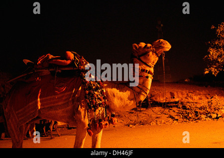 Kamele bei Mehrangarh Fort Jodhpur Rajasthan Indien Asien Stockfoto