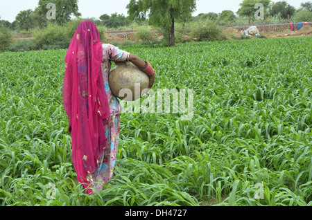 Indische Frau Wasser Topf irdenen Krug im Feld Jodhpur Rajasthan Indien Asien tragend Stockfoto