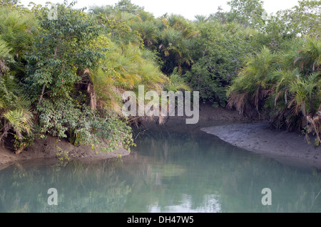 Mangroven im Sundarbans Nationalpark West Bengal Kalkutta Indien Stockfoto
