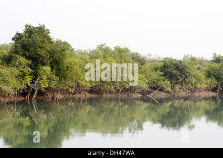 Gezeiten halophilen Mangrovenwald am Sundarban West Bengal Kalkutta Indien Stockfoto