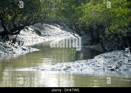 Sundarbans Mangroven Wald in West Bengal Indien Stockfoto