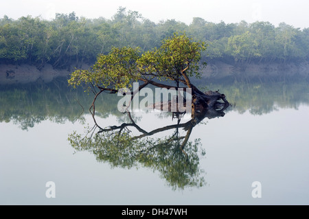 Sundarbans Nationalpark Kalkutta Kalkutta Westbengalen, Indien Stockfoto