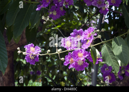exotische seltene Violett Lila Königin Blume Stockfoto