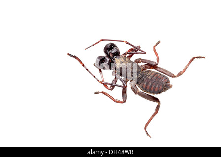 Giant Vinegaroon isoliert auf weiss. Stockfoto