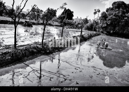 Indischen Bauern vorbereiten und Nivellierung ein Reisfeld, Paddy mit einer Ebene, die von indischen Kühen gezogen. Andhra Pradesh, Indien. Monochrom Stockfoto