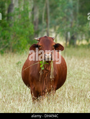 Kuh mit Bissen von Blättern und Rasen stehen lange Gras der Weide in Queensland-Australien Stockfoto
