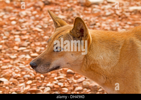 Nahaufnahme Bild zeigt Gesicht der Dingos in der Wildnis im australischen outback Campingplatz in der Nähe von Redbank Gorge im Northern Territory Stockfoto