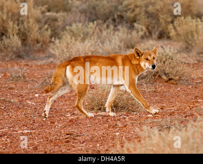 Australische Dingos in der Wildnis, im Outback in der Nähe von Lake Eyre in Nord-Süd-Australien Stockfoto