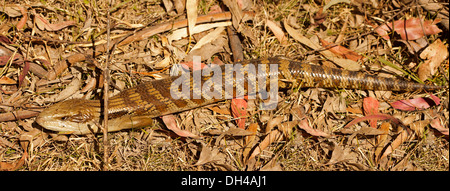 Östlichen blaue Zunge Eidechse - Tiliqua Scincoides - auf Waldboden im Barakee National Park in der Nähe von Nowendoc NSW Stockfoto