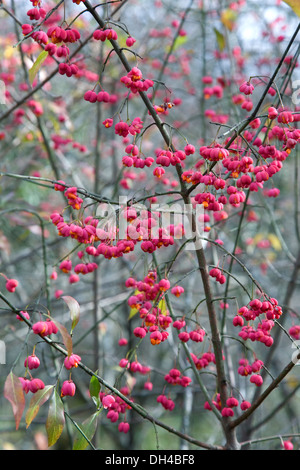 Europäische Spindel oder gemeinsamen Spindel (Euonymus Europaeus) an Früchten. Gorbeia Naturpark. Baskisches Land, Spanien, Europa. Stockfoto