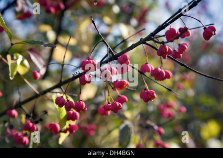 Europäische Spindel oder gemeinsamen Spindel (Euonymus Europaeus) an Früchten. Gorbeia Naturpark. Baskisches Land, Spanien, Europa. Stockfoto