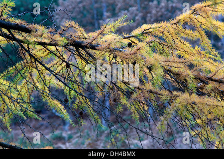 Japanische Lärche (Larix Kaempferi). Gorbea Naturpark. Baskisches Land, Spanien, Europa. Stockfoto