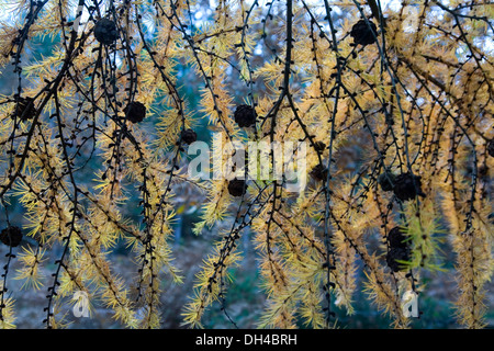 Japanische Lärche (Larix Kaempferi). Gorbea Naturpark. Baskisches Land, Spanien, Europa. Stockfoto