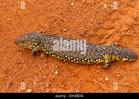 Blaue Zunge / Shingleback Eidechse in freier Wildbahn auf roter Erde des australischen Outback Stockfoto