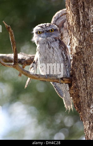 Tawny Frogmouth (ein Strigoides) ist eine australische Arten von Frogmouth. Stockfoto