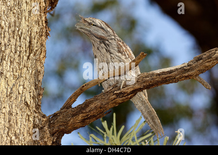 Tawny Frogmouth (ein Strigoides) ist eine australische Arten von Frogmouth. Stockfoto