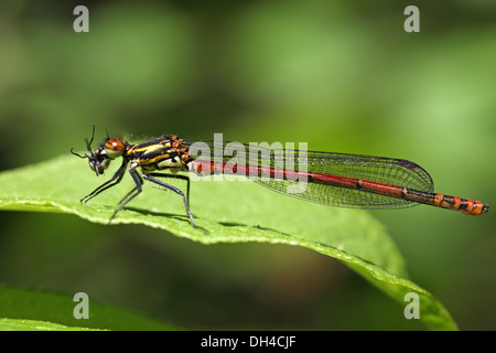 Pyrrhosoma Nymphula, große Red Damselfly Stockfoto