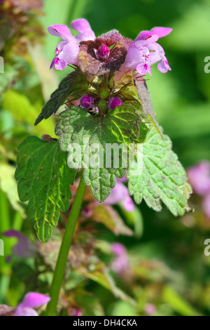 Lamium Purpureum, rote Taubnessel Stockfoto