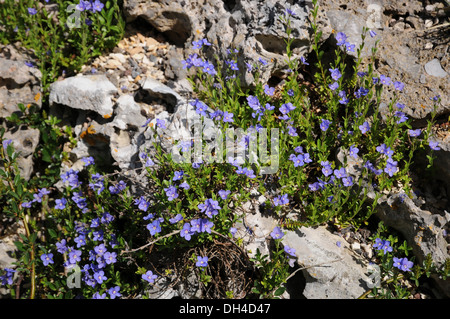 Felsen-Ehrenpreis Stockfoto