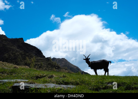 Hintergrundbeleuchtung der Ziege in Alpen Berge, Premana, Italien Stockfoto