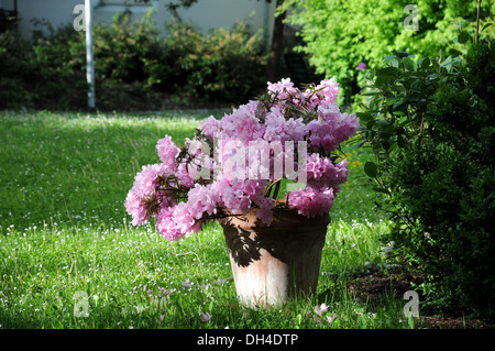 landschaftsfenster rhododendron Rhododendron Eyecatcher 'Daylight' kaufen