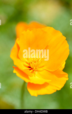 Einzelne, orange Blume der kalifornische Mohn, Eschscholzia Californica. Stockfoto