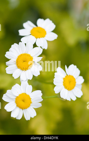 Gänseblümchenartigen Blüten von Mutterkraut Tanacetum parthenium Stockfoto