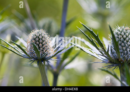 Meer Holly, Eryngium X zabelii Jos Eijking. Distel-ähnliche Blütenstände von stacheligen, silbrig blauen Hochblättern umgeben. Stockfoto