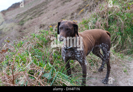 Schöner Deutscher Kurzhaariger Vorstehhund in den Berg Stockfoto