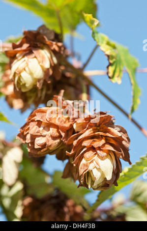 Blütenstand von Hopfen, Humulus Lupulus aus Stamm wachsen. Stockfoto