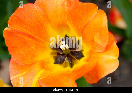 Schöne orange Tulpe im Garten Stockfoto